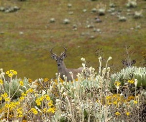 Venado de Páramo Funte flickr com1